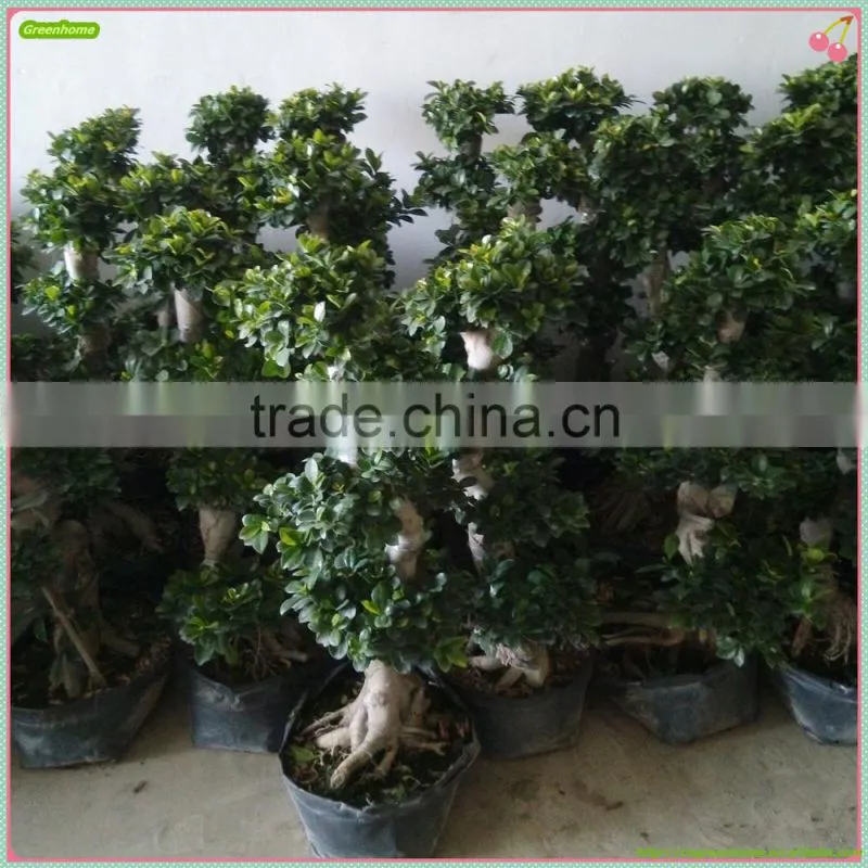 Good Shaped Bonsai Tree Ficus outdoor plant bonsai
