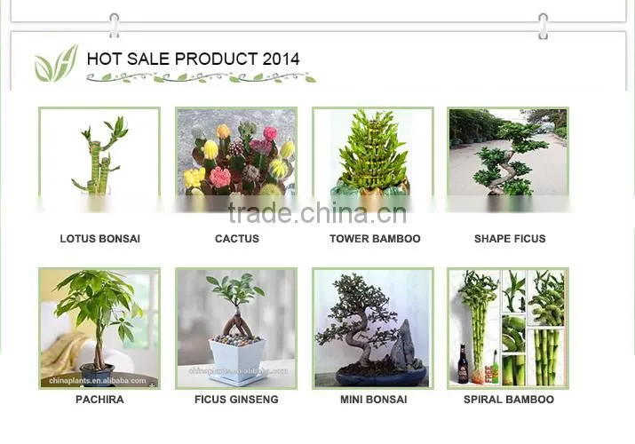 Lucky Bamboo