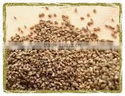 No. 1 Exporter of Celery Seed Essential Oil
