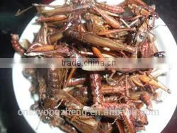 Dried Mealworms,Birds Food & aquarium fish food