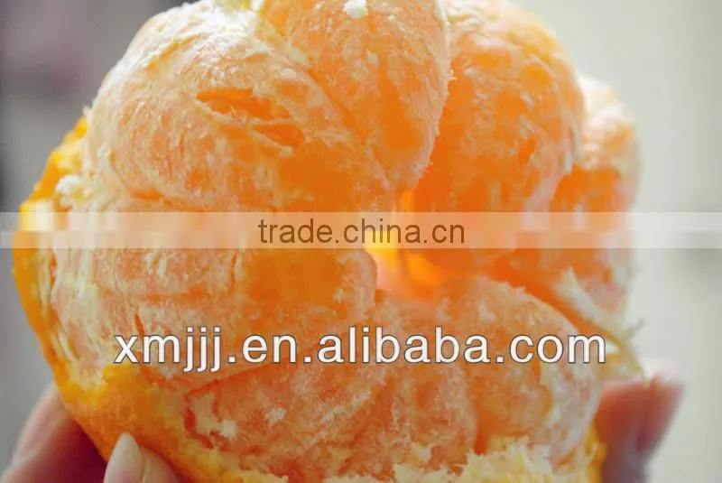 Fresh sugar mandarin