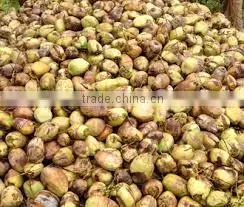 Fresh vegetables from asian countrt