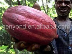 Complete Cocoa Bean Processing/cocoa Butter Processing Line