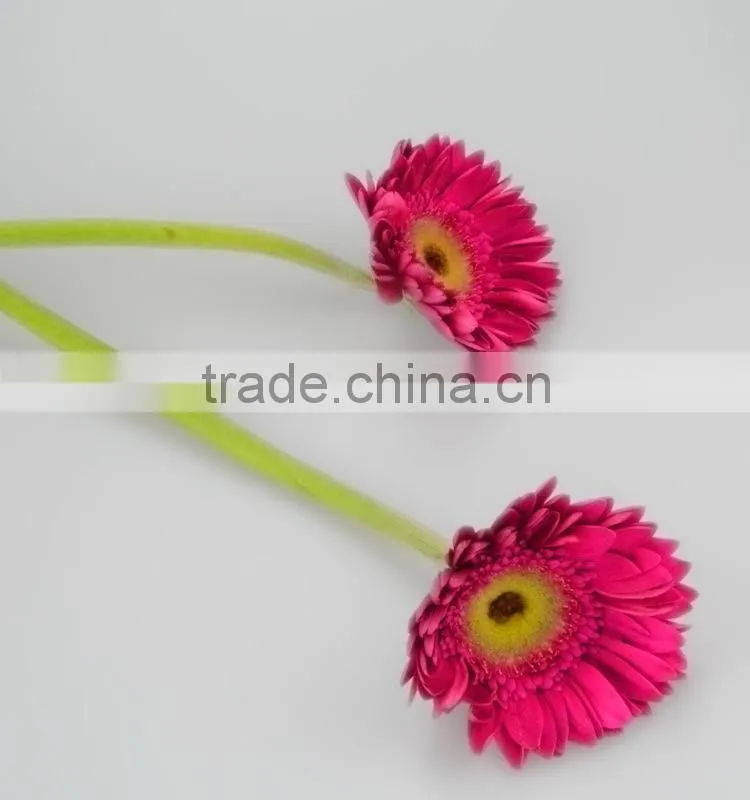 Factory Purple Petal gerbera fresh flower