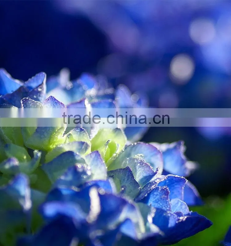 High grade Best-Selling hydrangea flowers for sale