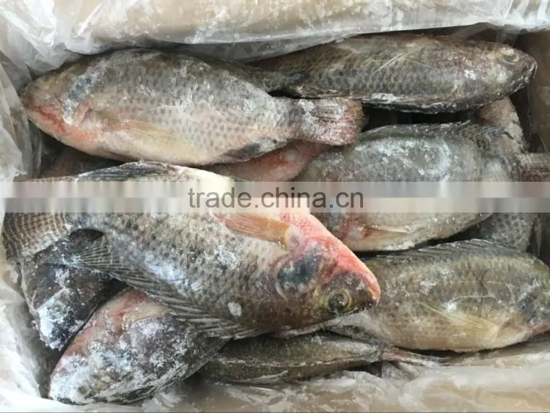frozen tilapia wholesale price fish for canning