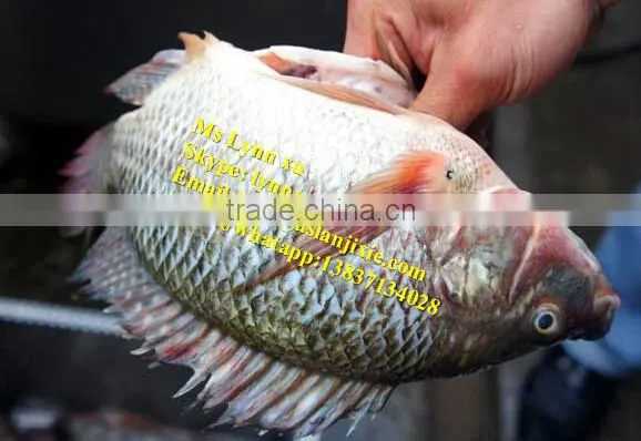 fish scaling and killing machine / industrial fish gutting machine