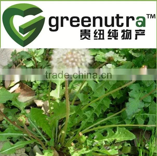 Dandelion Extract, Taraxacum Officinale Extract, Flavone