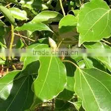 Best Manufacturer Ginger Grass Oil