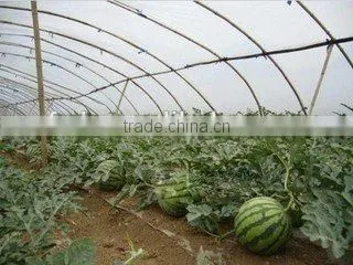 PE plastic film products for mushroom tunnel / greenhouse film for shade crops