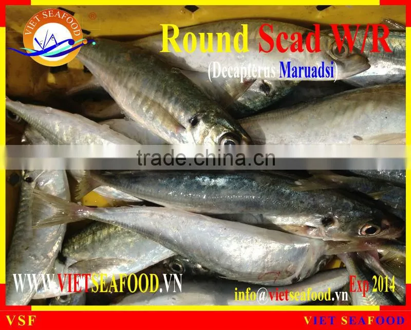 W/R FROZEN ROUND SCAD