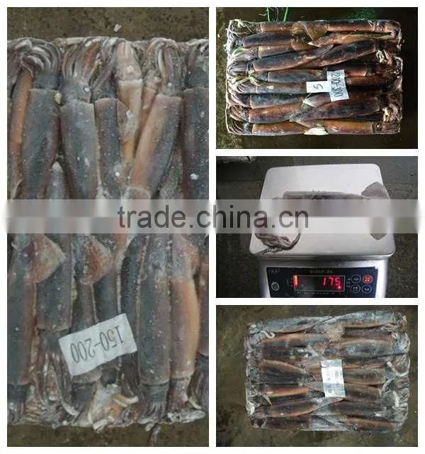 Frozen illex Argentina Squid
