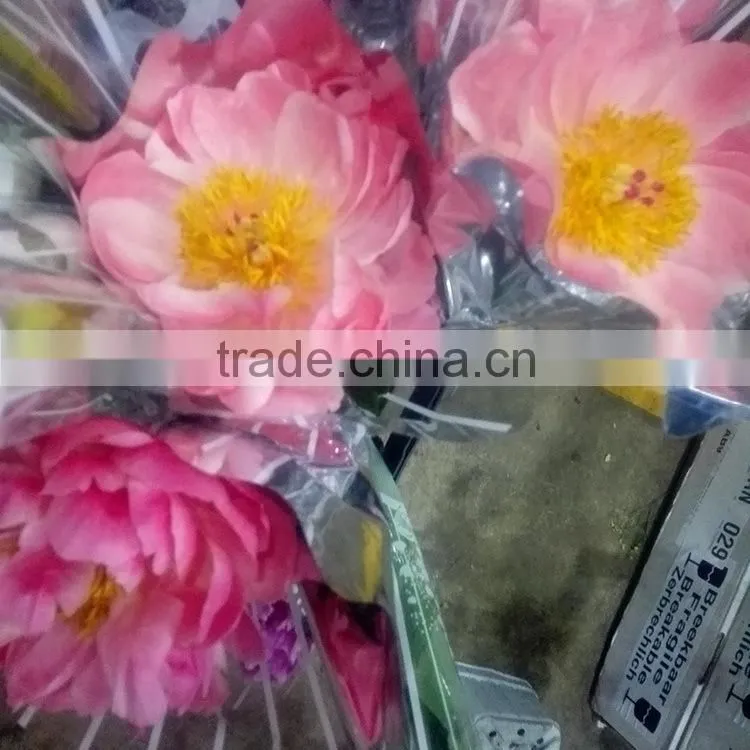 Bottom price latest different kinds peony flower