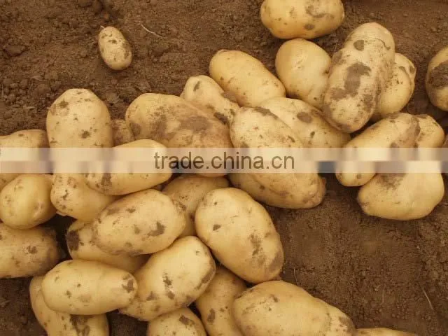 Chinese Fresh Potato
