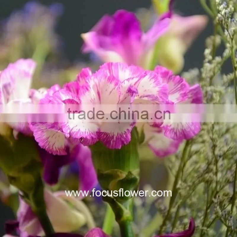 Best Selling Cut Flower Carnations As Gifts Purple Cheap Price Carnation