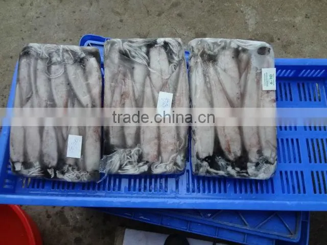 NEEDLE SQUID WHOLE