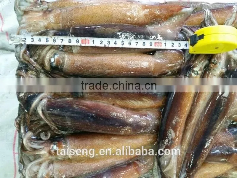 California Frozen Fresh Whole Round Squid With Price