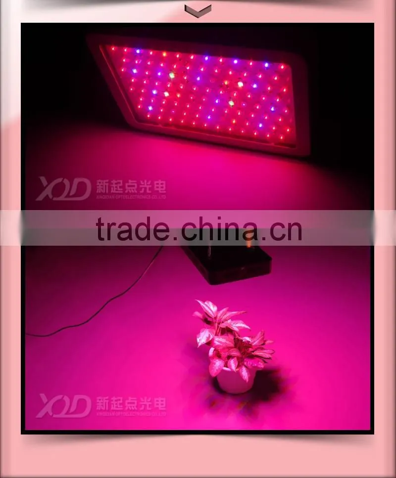UV Red Blue indoor hydroponic 300w led grow lamp
