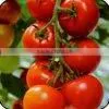 Fresh Red Cherry Tomatoes