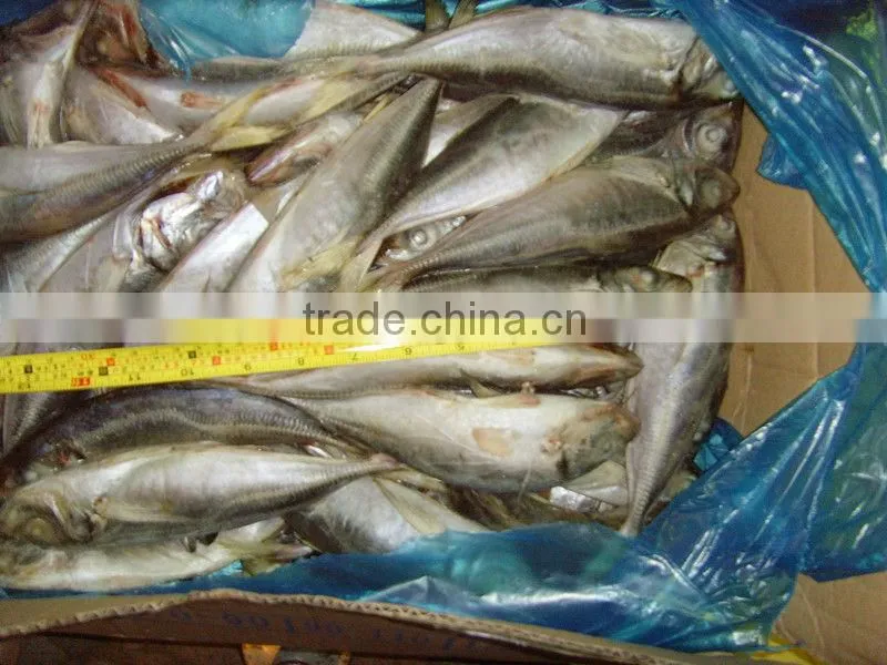 Frozen seafood horse mackerel whole round