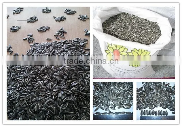 sunflower seeds from Chinese