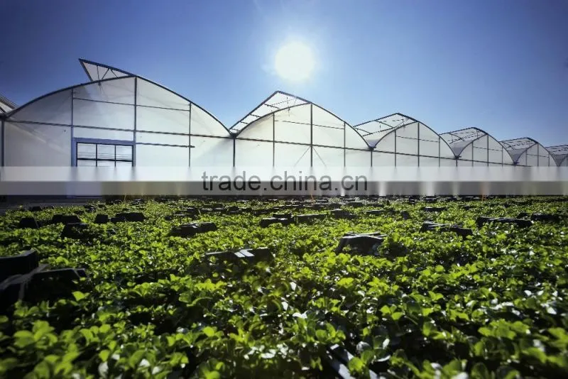 baolida greenhouse restaurant Polycarbonate PC Sheet Multi-span Greenhouse