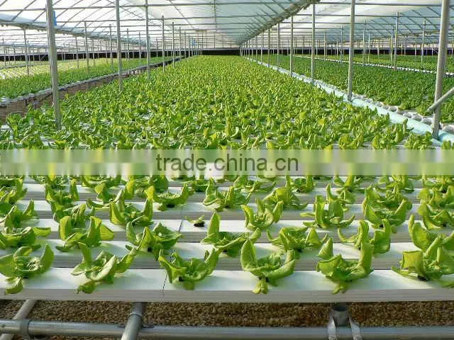 Greenhouse Hydroponic Systems Net Pot for Lettuce