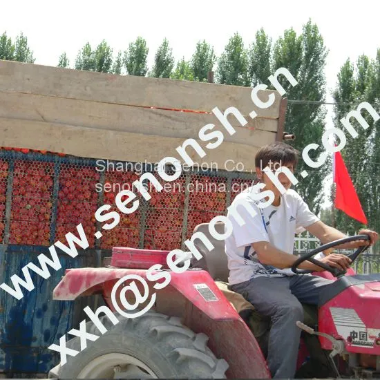 tomato paste production line 025