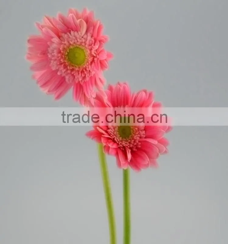 Fashion Honey pink gerbera daisy