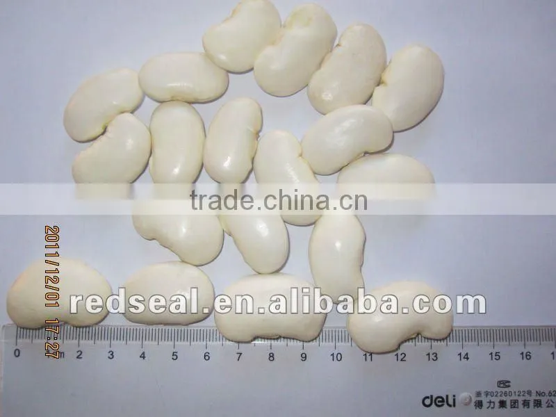 Low price large white kidney beans