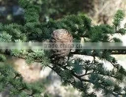 Indian Cedarwood Oil
