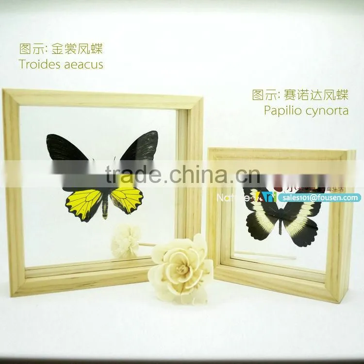 FOUSEN(011) Nature& Art natural butterfly gifts and crafts all products