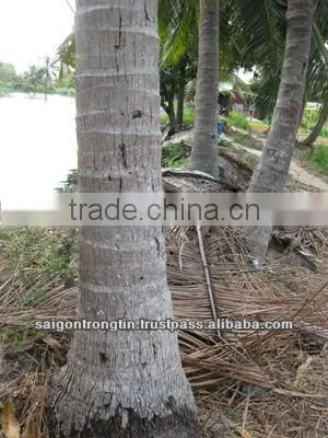 COCONUT SHELLS