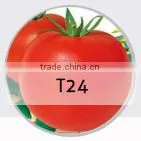 SQ03 Cuili excellent disease resistant f1 hybrid seeds of squash seeds