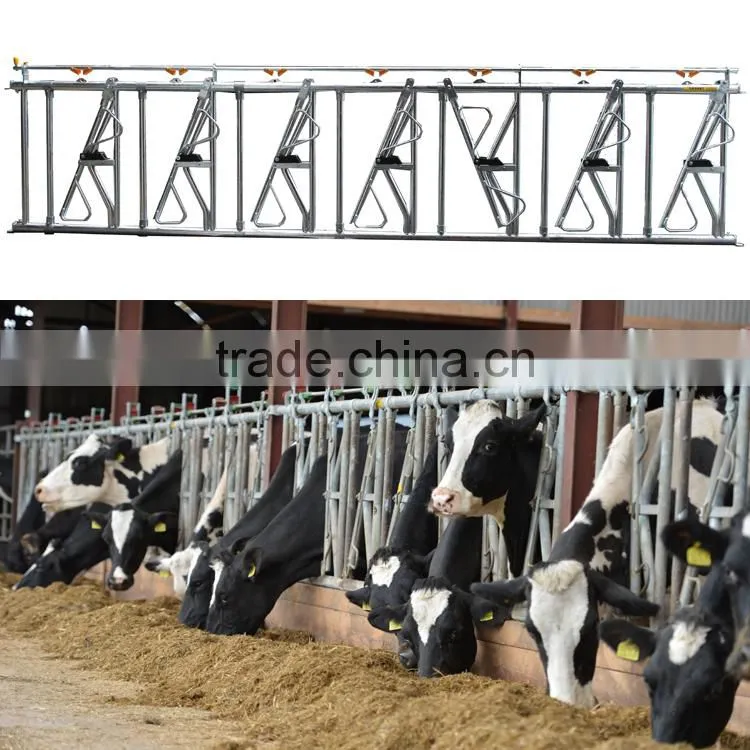 Hot dipped galvanized livestock equipment cattle headlock