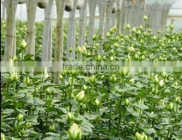 Yunnan Focus Flower Planting Co., Ltd. company overview - view 3
