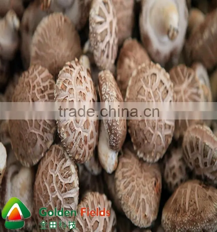 shiitake mushroom spawn