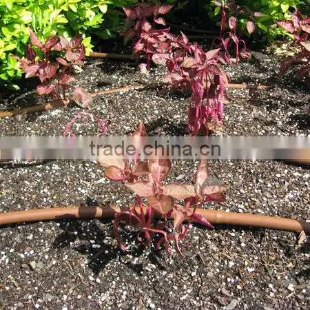 drip tape irrigation