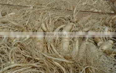 Ginseng Tails