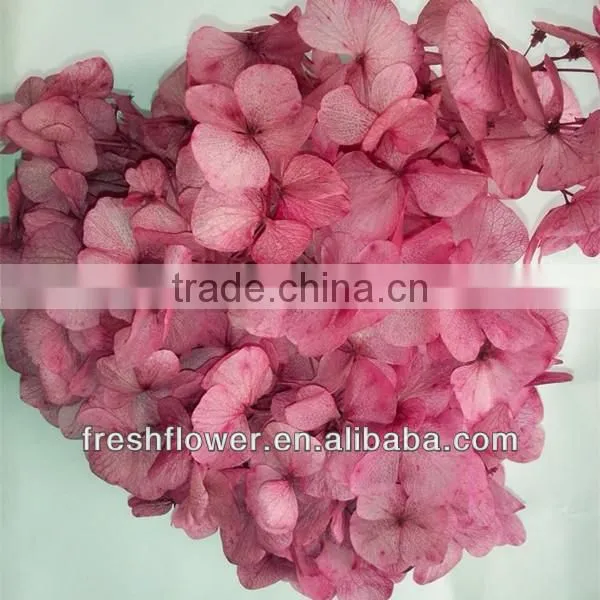 Kunming Beautiful Hydrangea hot selling in USA and Europea