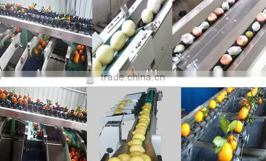 Best Seller Apples Fruit & Vegetable Sorting Machine