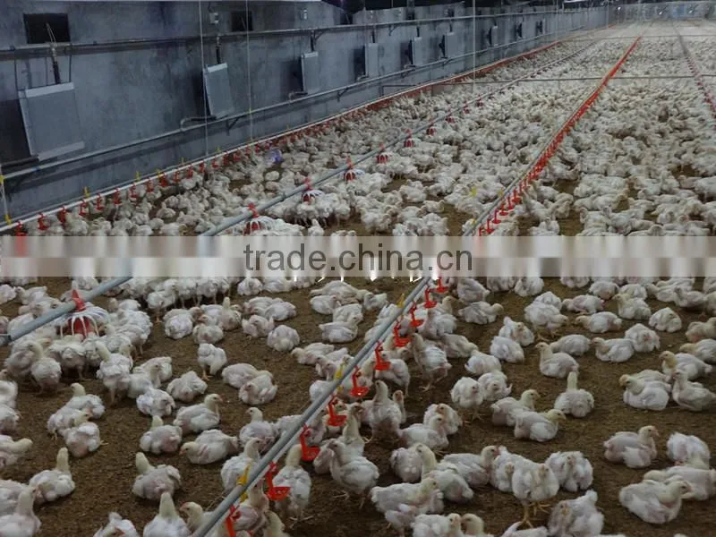 Alibaba Trade Assurance poultry drinking system nipple drinking on sale