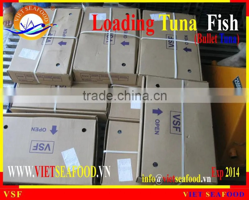 LOADING WHOLE ROUND BULLET TUNA