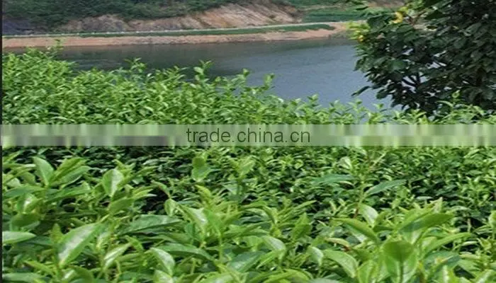 China Fuding white tea, health and natural bai hao yin zhen/ white silver needle white tea