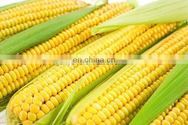 Maize Peeling Machine/maize Sheller/corn thresher