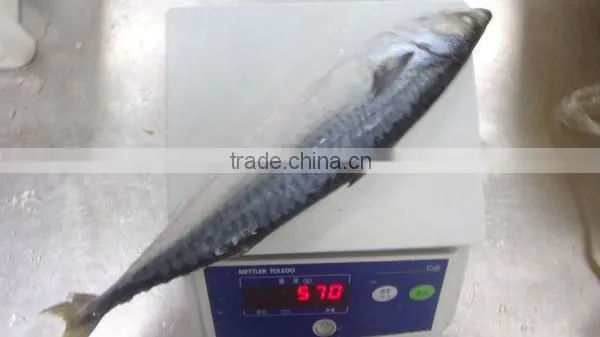 100% net weight Frozen mackerel