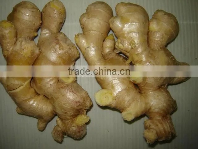 fresh yellow color ginger