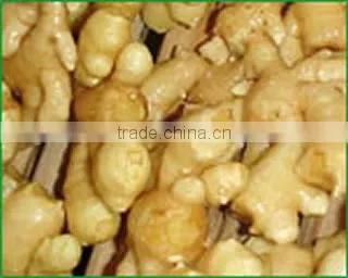 yellow color fresh ginger