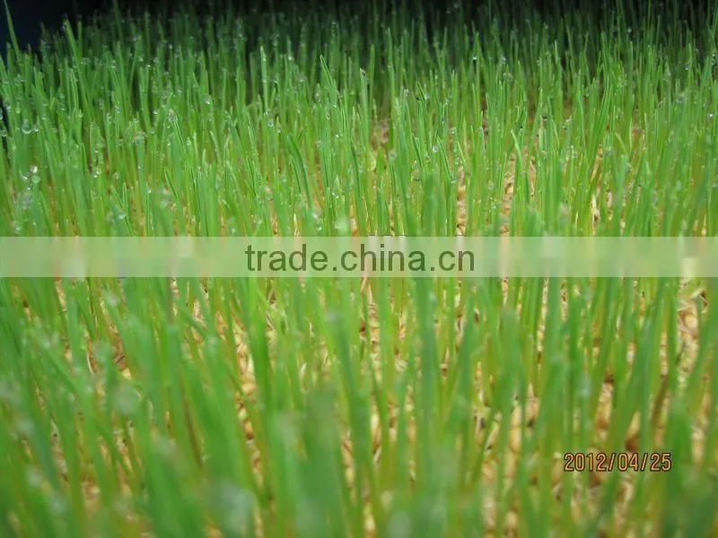 Farm Favorite Green Organic Fodder Growing Machine