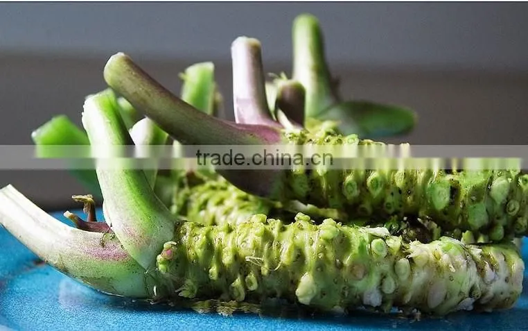 wasabi paste from orginal factory